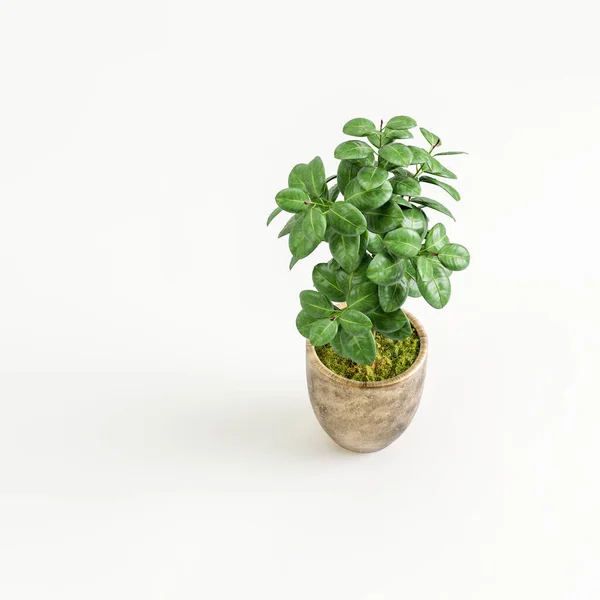 现代盆栽鸟瞰中室内植物的3D图解 — 图库照片