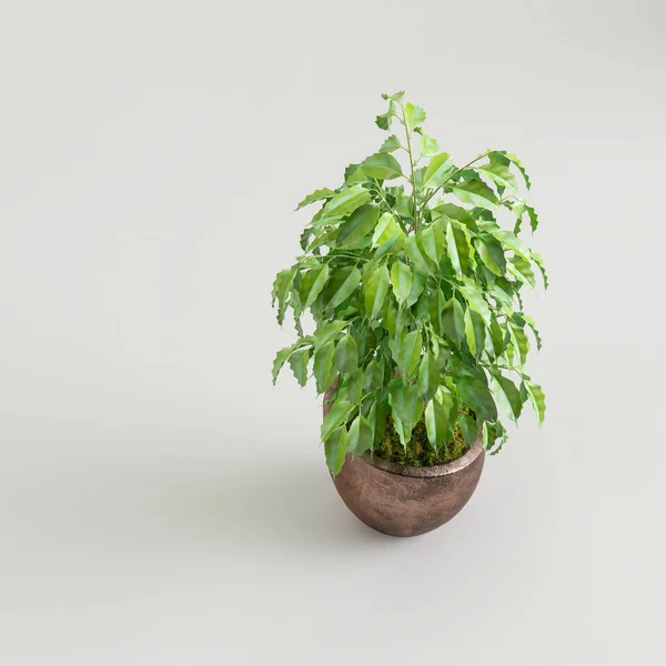 现代盆栽鸟瞰中室内植物的3D图解 — 图库照片