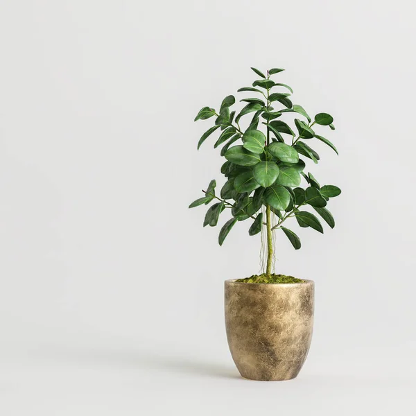 Illustration Der Zimmerpflanze Modernen Topfpflanzen Isoliert Auf Weißem Hintergrund — Stockfoto