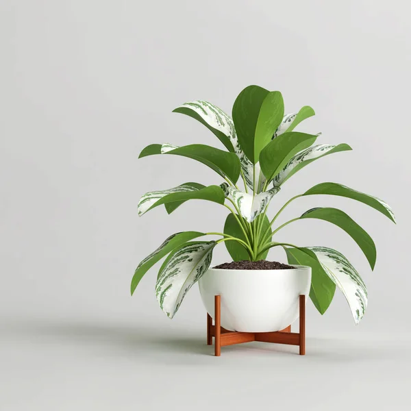 Illustration Plante Intérieur Pot Moderne Isolé Sur Fond Blanc — Photo