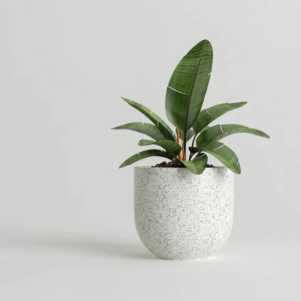 Modern saksıda beyaz arka planda izole edilmiş ev bitkisinin 3D çizimi
