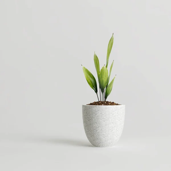 Modern saksıda beyaz arka planda izole edilmiş ev bitkisinin 3D çizimi