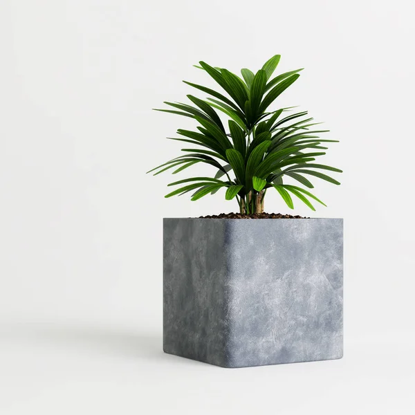 Illustration Plante Intérieur Pot Moderne Isolé Sur Fond Blanc — Photo