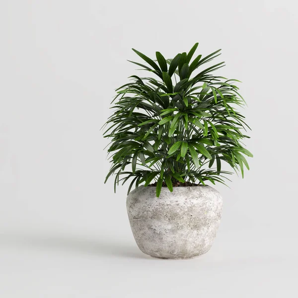 Illustration Der Zimmerpflanze Modernen Topfpflanzen Isoliert Auf Weißem Hintergrund — Stockfoto