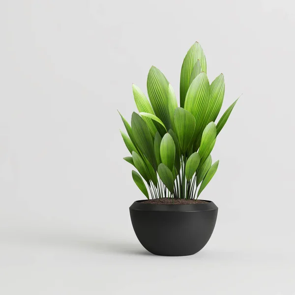白色背景下现代盆栽室内植物的3D图解 — 图库照片