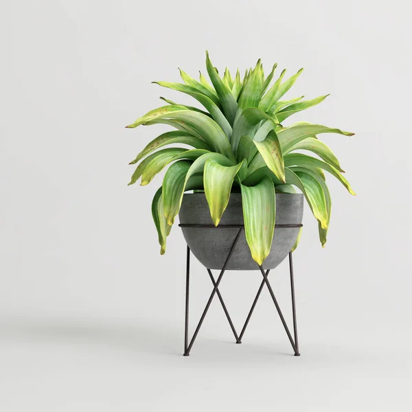 Modern saksıda beyaz arka planda izole edilmiş ev bitkisinin 3D çizimi