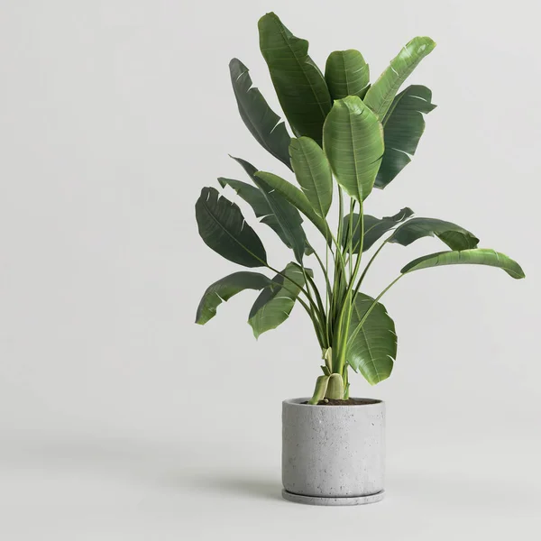 Modern saksıda beyaz arka planda izole edilmiş ev bitkisinin 3D çizimi
