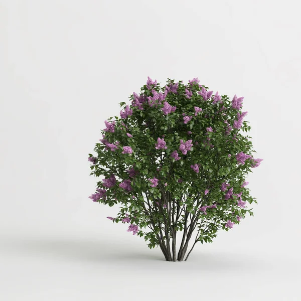 Beyaz arkaplanda izole edilmiş üç boyutlu çalı çizimi