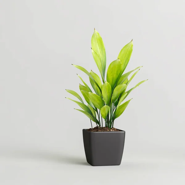 Εικονογράφηση Του Houseplant Potted Απομονώνονται Λευκό Φόντο — Φωτογραφία Αρχείου