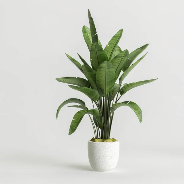 Illustration Plantes Intérieur Isolées Pot Sur Fond Blanc — Photo