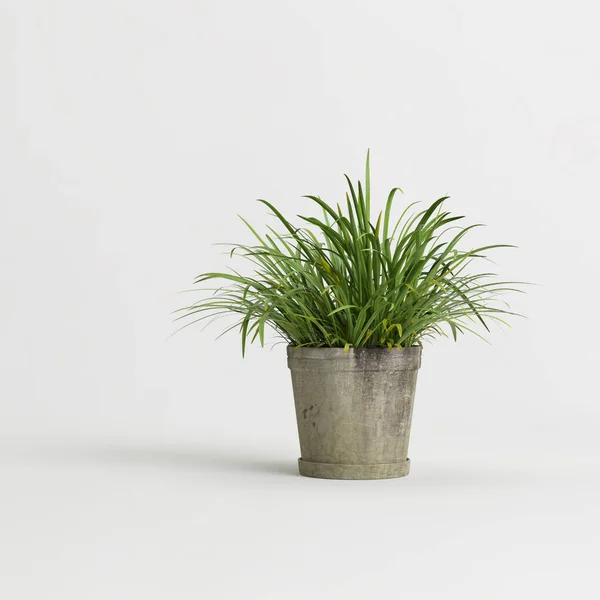 Illustration Houseplant Potted Isolated White Background — Stock Photo, Image