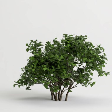 Beyaz arkaplanda izole edilmiş çiçekli üç boyutlu fundalık çizimi