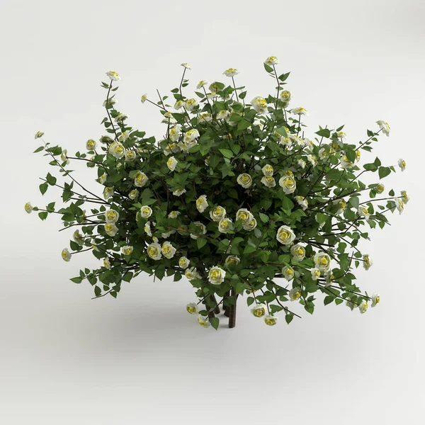 Illustration Arbuste Avec Fleurs Vue Aérienne Isolé Sur Fond Blanc — Photo
