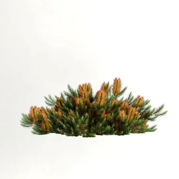 白地に孤立した花を持つ低木の3Dイラスト — ストック写真