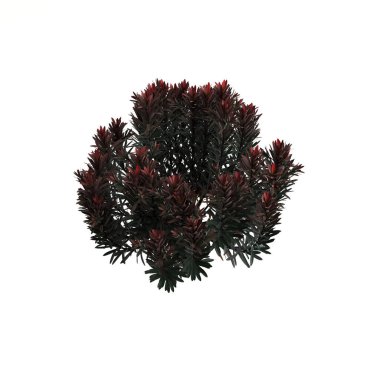 Beyaz arka planda izole edilmiş üç boyutlu çalı resmi, kuş bakışı görünüm