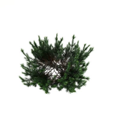 Beyaz arka planda izole edilmiş üç boyutlu çalı resmi, kuş bakışı görünüm