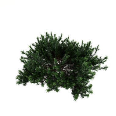 Beyaz arka planda izole edilmiş üç boyutlu çalı resmi, kuş bakışı görünüm