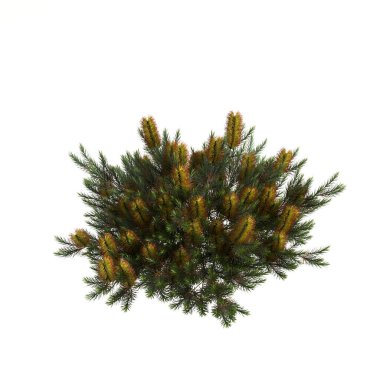 Beyaz arka planda izole edilmiş çiçeklerle birlikte çiçek açan çalıların üç boyutlu çizimi, kuş bakışı görünümü