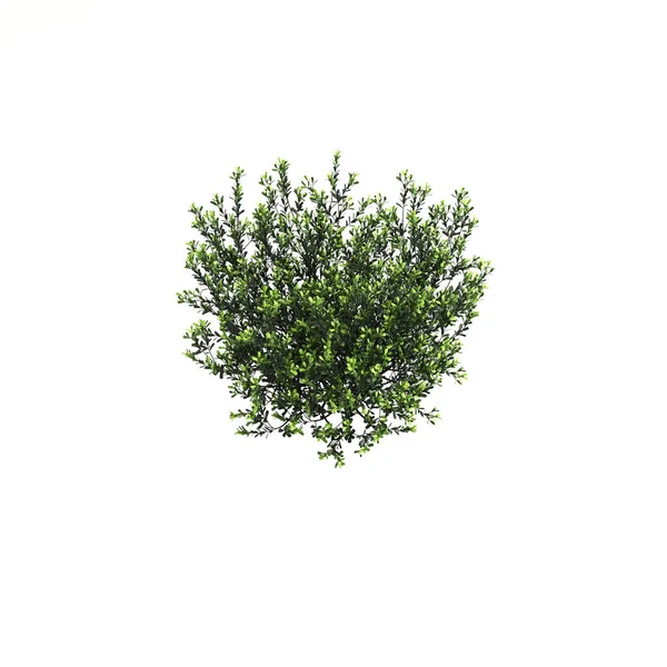 白色背景孤立的灌木3D图解 — 图库照片