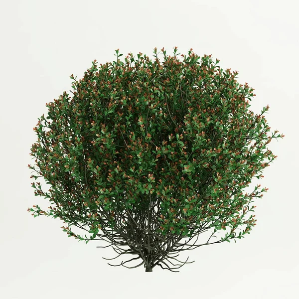 白色背景孤立的灌木3D图解 — 图库照片