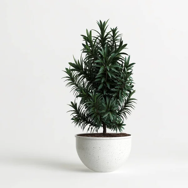 Εικονογράφηση Του Houseplant Potted Απομονώνονται Λευκό Φόντο — Φωτογραφία Αρχείου