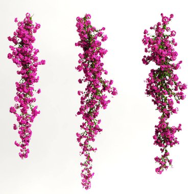 3d illustration of pink bougainvillea spectabilis branch flower isolated on white background