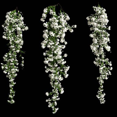 3d illustration of white bougainvillea spectabilis branch flower isolated on black background