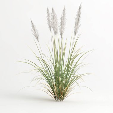 Sazlığın beyaz arkaplanda izole edilmiş 3d illüstrasyonu