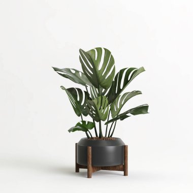 3d illustration of houseplant in potted on white background