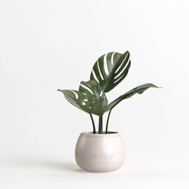 Beyaz arka planda saksıdaki ev bitkisinin 3D çizimi