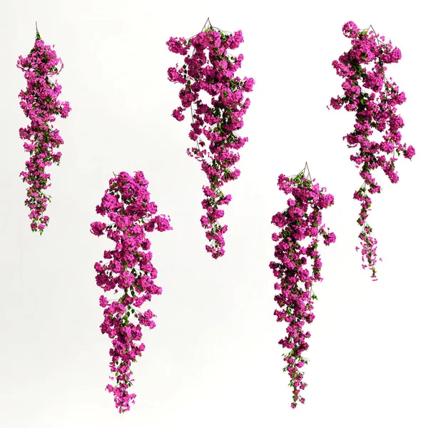 Illustration Pink Bougainvillea Spectabilis Branch Flower Isolated White Background — Foto Stock