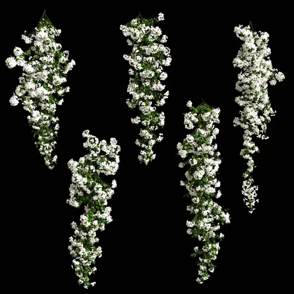 Illustration White Bougainvillea Spectabilis Branch Flower Isolated Black Background — Foto Stock