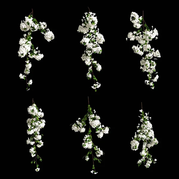 Illustration White Bougainvillea Spectabilis Branch Flower Isolated Black Background — Foto Stock