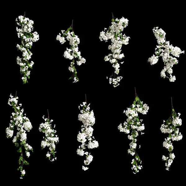 Illustration White Bougainvillea Spectabilis Branch Flower Isolated Black Background — Foto Stock