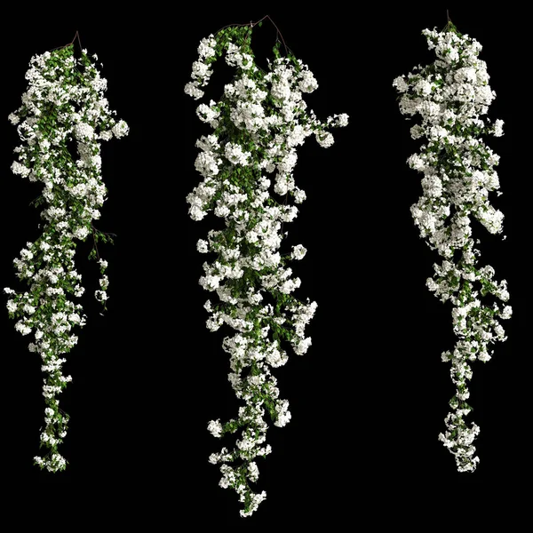 Siyah arkaplanda izole edilmiş beyaz bougainvillea spectabilis dalının 3d çizimi