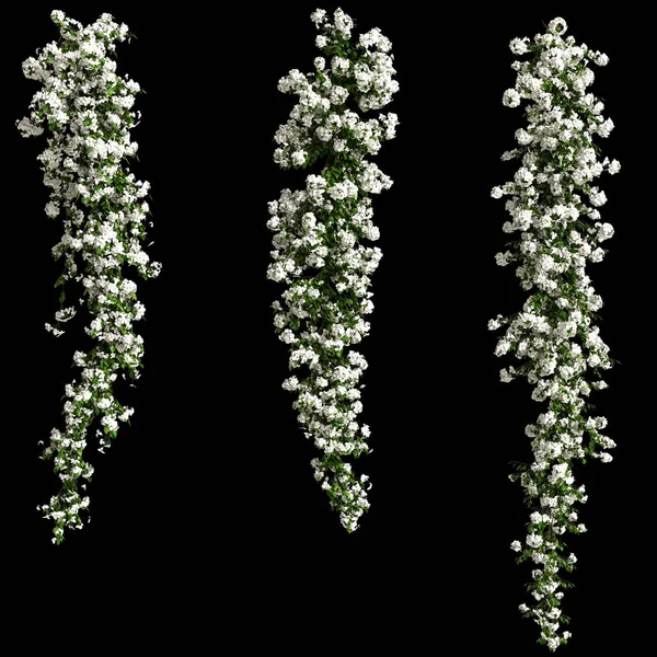 Εικονογράφηση Του Λευκού Μπουκαμβίλιες Spectabilis Κλαδί Λουλούδι Απομονωμένο Μαύρο Φόντο — Φωτογραφία Αρχείου