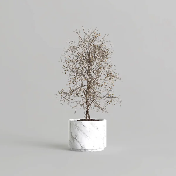 白色背景盆栽家庭植物3D图解 — 图库照片
