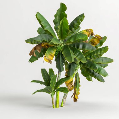 Beyaz arkaplanda izole edilmiş muz ağaçlarının 3D çizimi