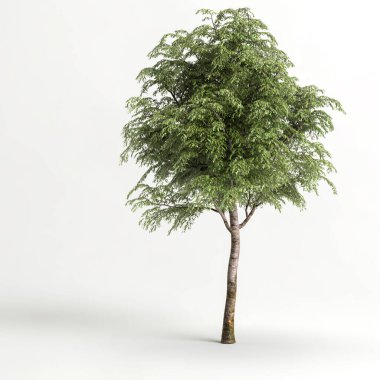 Beyaz arkaplanda izole edilmiş üç boyutlu ağaç çizimi