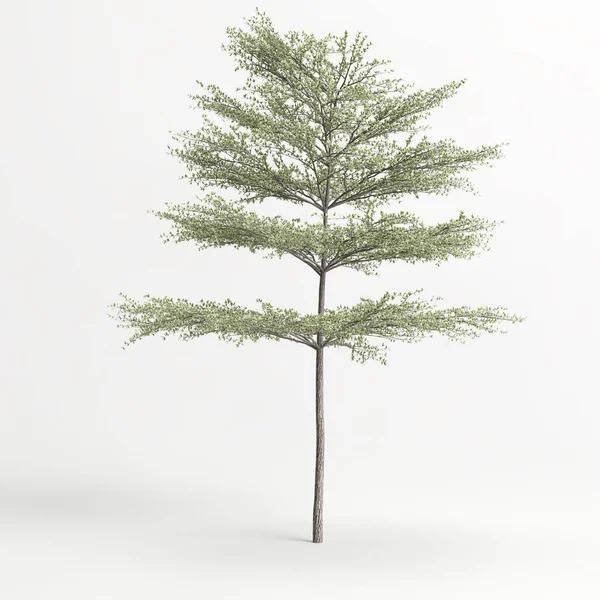 Απεικόνιση Του Δέντρου Που Απομονώνεται Λευκό Φόντο — Φωτογραφία Αρχείου