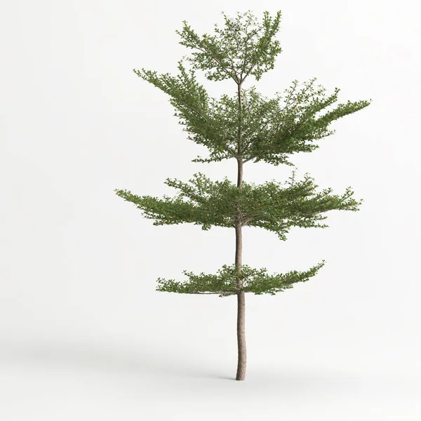 白い背景に孤立した木の3Dイラスト — ストック写真
