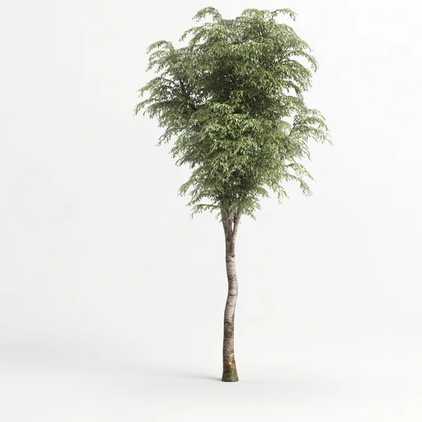 Ilustração Árvore Isolada Fundo Branco — Fotografia de Stock