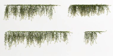 Beyaz arkaplanda izole edilmiş sarmaşık bitkisinin 3d çizimi