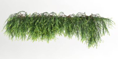 Beyaz arkaplanda izole edilmiş sarmaşık bitkisinin 3d çizimi