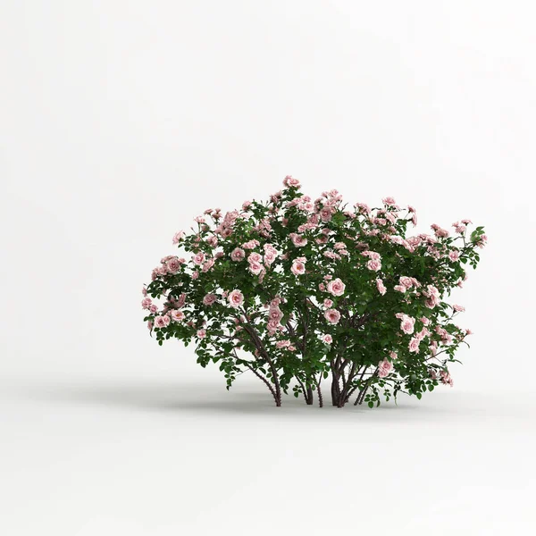 Illustration Flower Bush Isolated White Background — стоковое фото