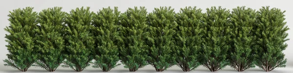 Ілюстрація Дерев Яного Паркану — стокове фото