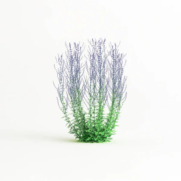 Illustration Flower Bush Isolated White Background — Stock Photo, Image