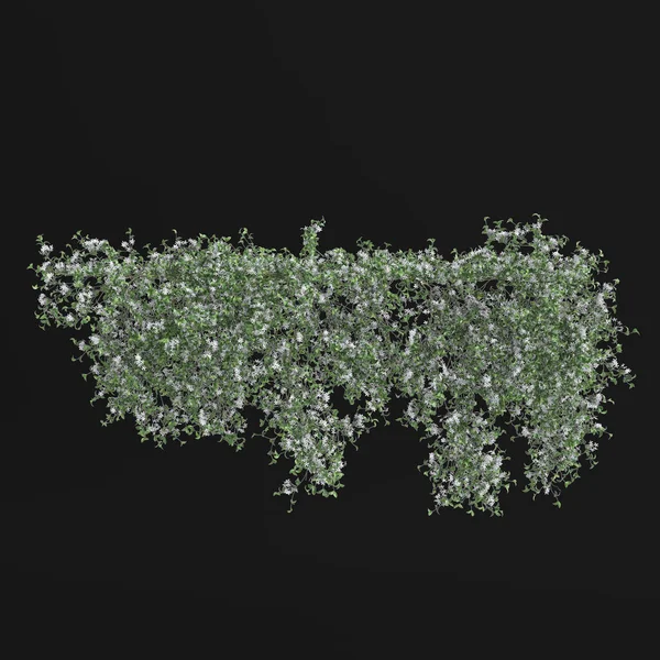 Illustration Ivy Plant Isolated Black Background — Φωτογραφία Αρχείου