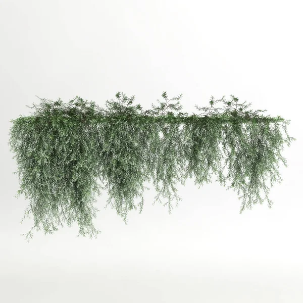 Illustration Ivy Plant Isolated White Background — Stockfoto