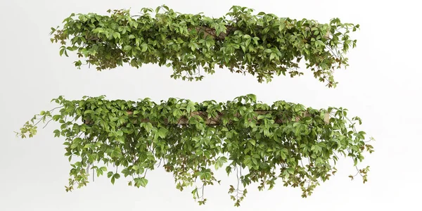Illustration Ivy Plant Isolated White Background — Photo